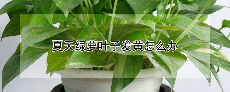夏天绿萝叶子发黄怎么办 夏天绿萝叶子发黄怎么办小妙招