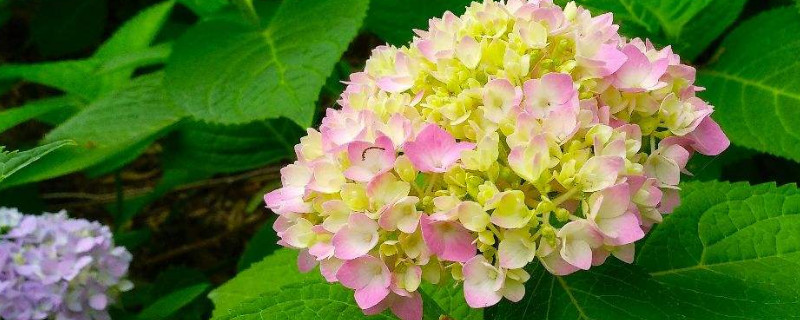 绣球花边缘焦黄是怎么回事 绣球花边发黄