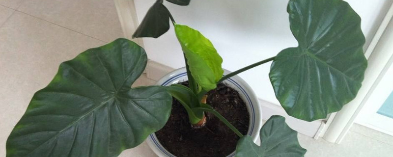 滴水莲花有毒吗（滴水莲花有毒吗?）