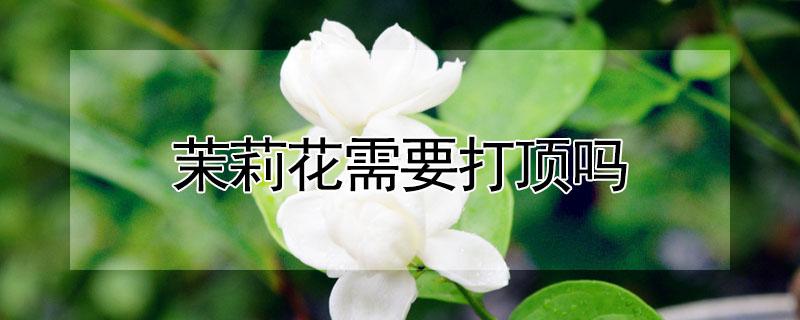 茉莉花需要打顶吗 茉莉花需要打尖吗