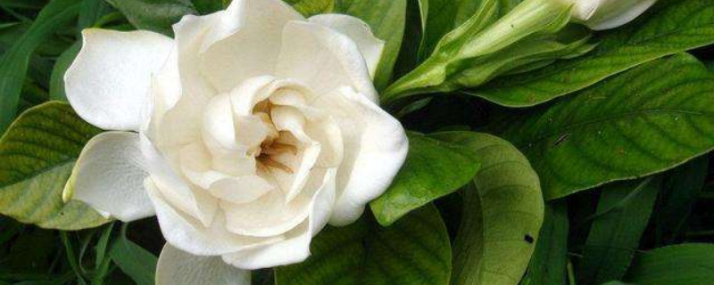 栀子花长虫卵了怎么杀虫（栀子花长虫子用什么药治疗）