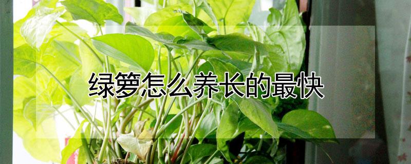 绿箩怎么养长的最快（绿箩怎么养长的最快又好看）