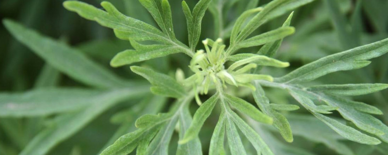 端午节的植物 端午节的植物知多少
