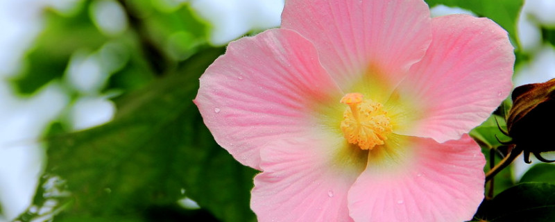 芙蓉花栽培与管理方法（芙蓉花的栽培与管理）