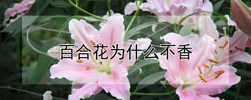 百合花为什么不香（百合花为什么不香呢怎么回事）