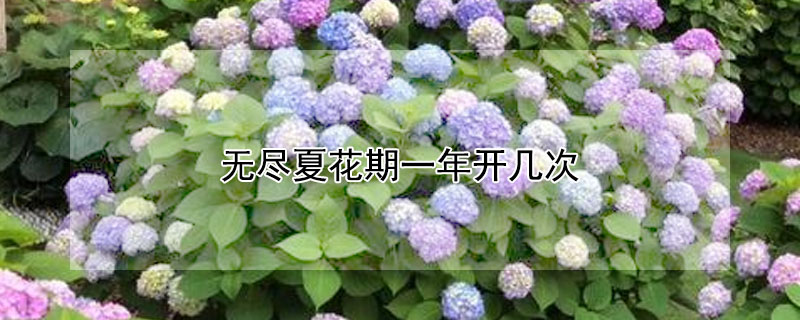 无尽夏花期一年开几次（无尽夏一年苗开花吗）