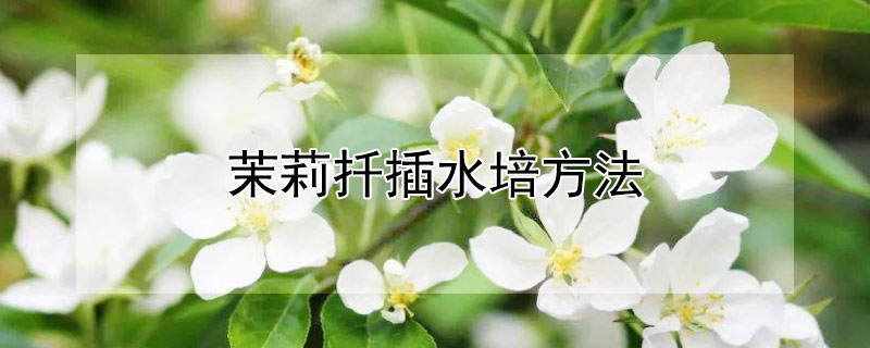 茉莉扦插水培方法 茉莉扦插水培方法视频