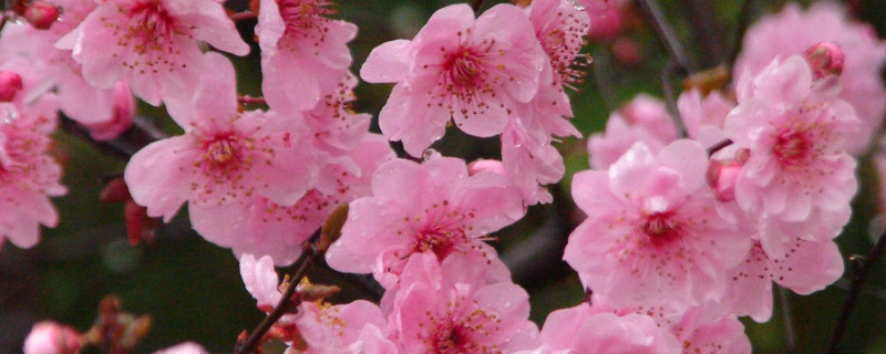 梅花是什么季节开的 桃花是什么季节开的最佳答案