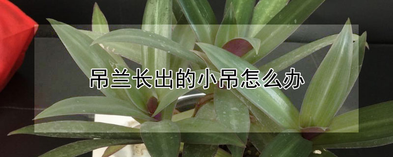 吊兰长出的小吊怎么办 吊兰长出小吊兰要剪吗
