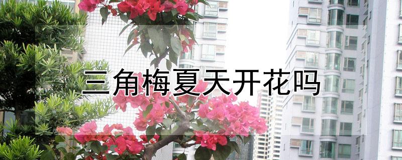 三角梅夏天开花吗（三角梅夏天开花吗图片）