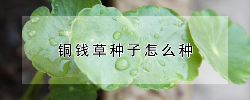 铜钱草种子怎么种 铜钱草种子怎么种植