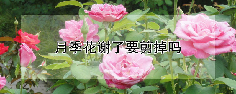 月季花谢了要剪掉吗（月季花谢了要剪掉吗图片）