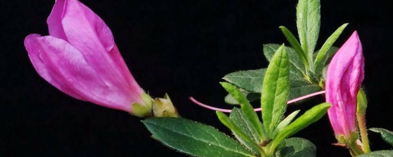 杜鹃花有花蕾能施肥吗（杜鹃花有花蕾能施肥吗视频）