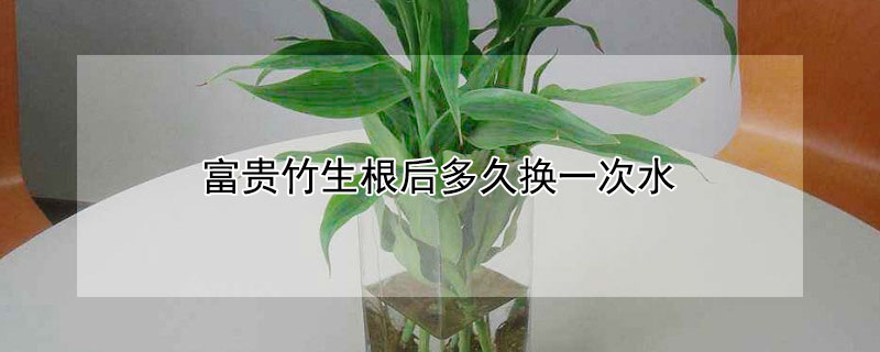 富贵竹生根后多久换一次水 富贵竹生根后多久换一次水?