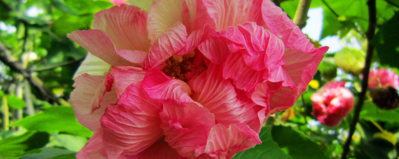 芙蓉花什么时候开花 芙蓉花什么时候开花季节桂花