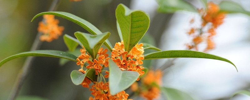 桂花什么时候剪枝 桂花什么时候剪枝?怎样剪