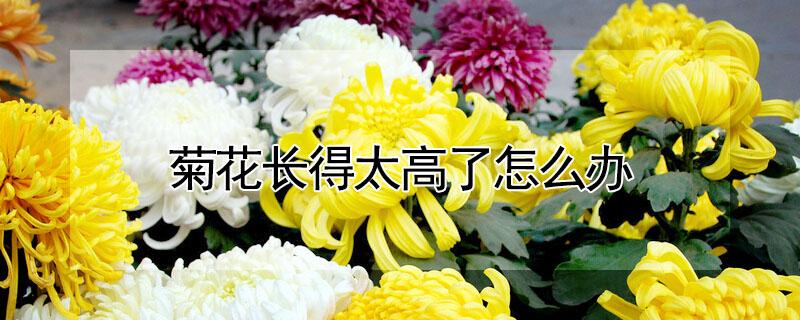 菊花长得太高了怎么办（菊花长得特别高）