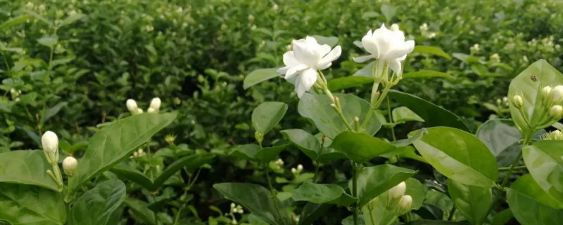 茉莉花怎么修剪（冬天茉莉花怎么修剪）