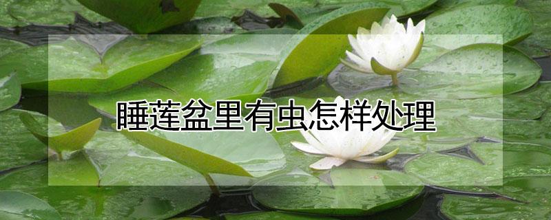 睡莲盆里有虫怎样处理（睡莲盆里有虫怎样处理掉）