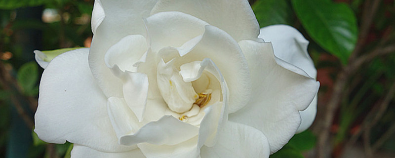栀子花夏天可以暴晒吗 栀子花夏天可以暴晒吗?