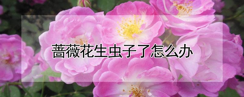 蔷薇花生虫子了怎么办（蔷薇花上面有虫子怎么办）
