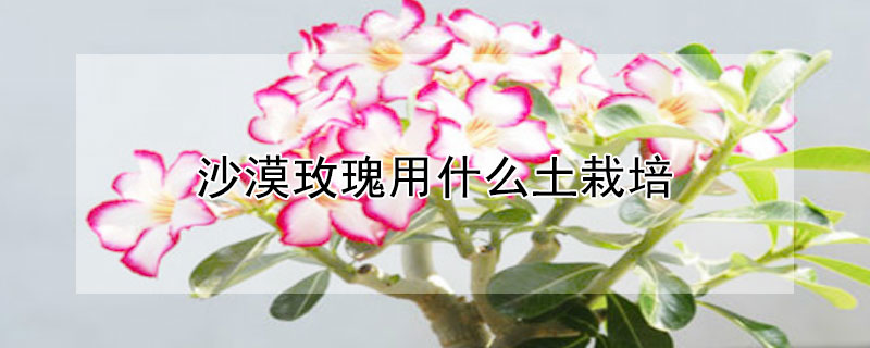 沙漠玫瑰用什么土栽培（沙漠玫瑰用什么土栽培视频）