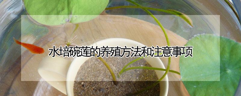 水培碗莲的养殖方法和注意事项 水培碗莲如何养殖