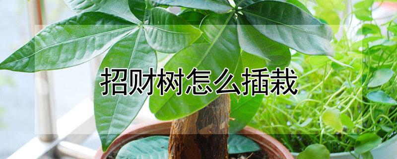 招财树怎么插栽 招财树怎么插栽好