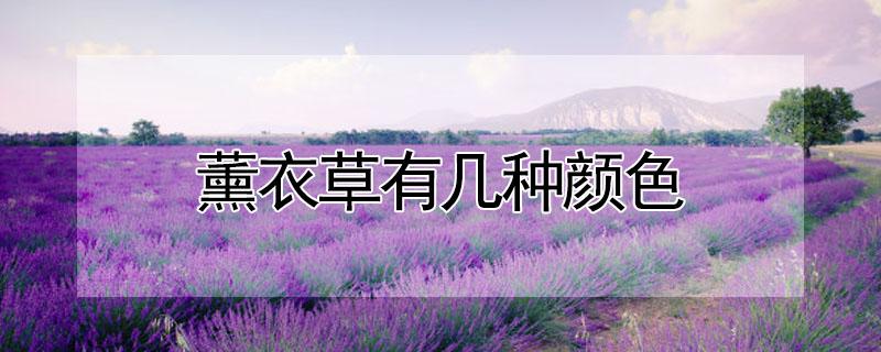 薰衣草有几种颜色 薰衣草几种颜色的图片