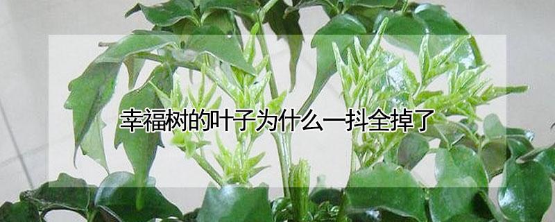 幸福树的叶子为什么一抖全掉了 幸福树的叶子为什么都掉了