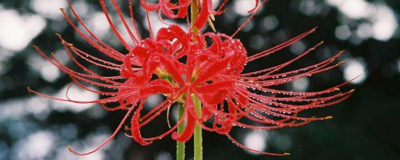 没有根的彼岸花还能救活吗（彼岸花没有根可以种在土里吗）
