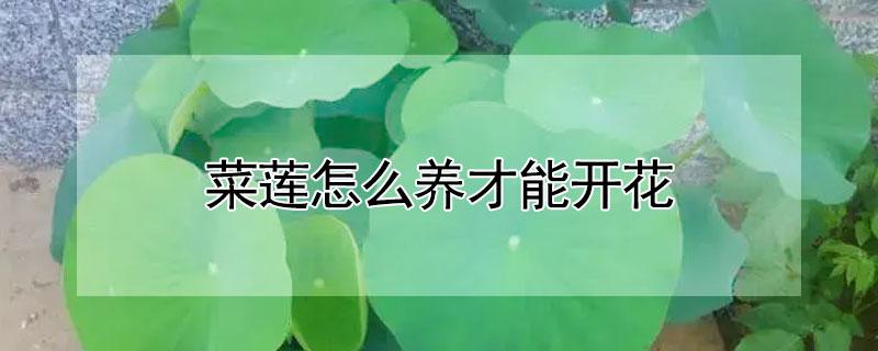 菜莲怎么养才能开花 菜莲怎么养才能开花多