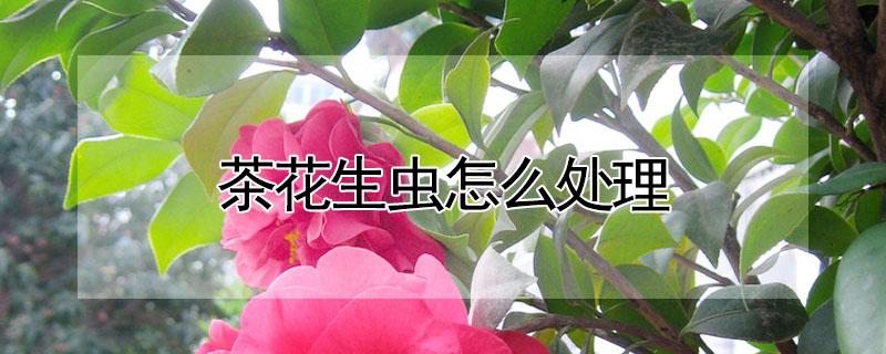茶花生虫怎么处理（茶花生虫子应该用什么样的药杀虫）