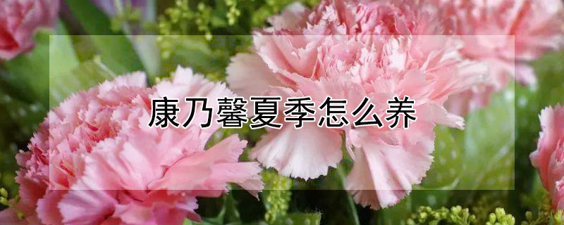 康乃馨夏季怎么养（康乃馨夏季的养殖方法和注意事项）