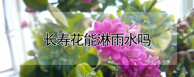 长寿花能淋雨水吗（长寿花能淋雨水吗有毒吗）