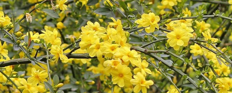 迎春花干花可以放在卧室吗（迎春花干花可以放在卧室吗有毒吗）