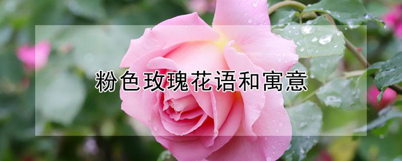 粉色玫瑰花语和寓意 19粉色玫瑰花语和寓意
