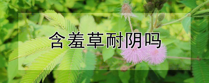 含羞草耐阴吗 含羞草耐涝吗
