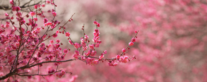 盆栽梅花怎么养 盆栽梅花怎么养殖方法
