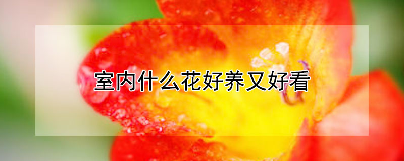 室内什么花好养又好看 室内什么花好养又好看又漂亮