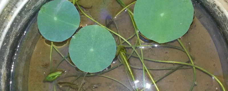 碗莲当年可以开花吗 碗莲当年开花吗?