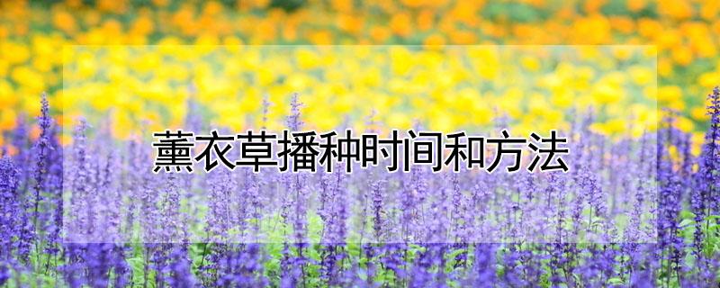 薰衣草播种时间和方法 薰衣草播种时间和方法图