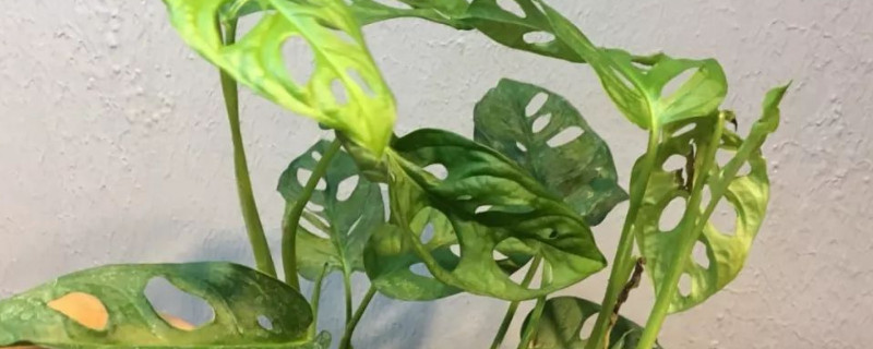 龟背竹几年能开花（龟背竹几年开花结果）