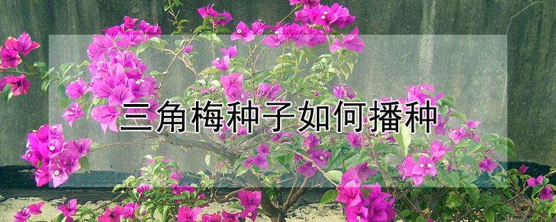 三角梅种子如何播种（三角梅种子如何播种视频）
