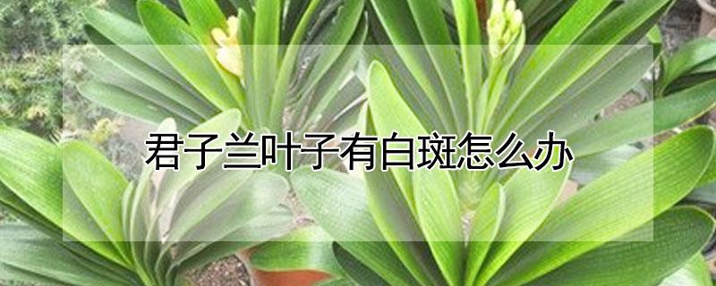 君子兰叶子有白斑怎么办（君子兰叶子有白斑怎么办图片）