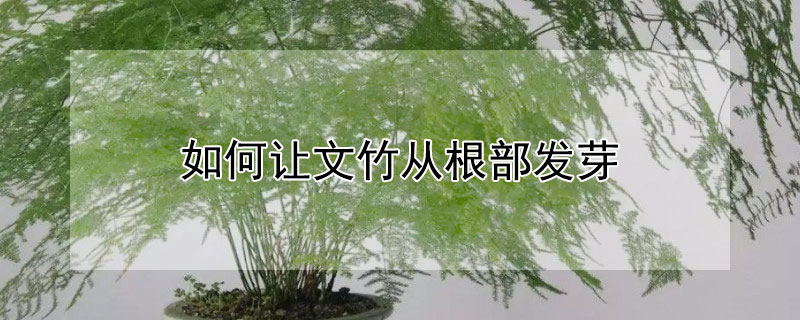 如何让文竹从根部发芽（怎样让文竹发根）