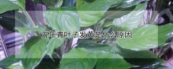 万年青叶子发黄是什么原因 花叶万年青叶子发黄是什么原因