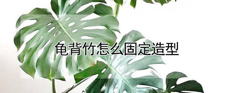 龟背竹怎么固定造型 龟背竹怎么固定造型图片