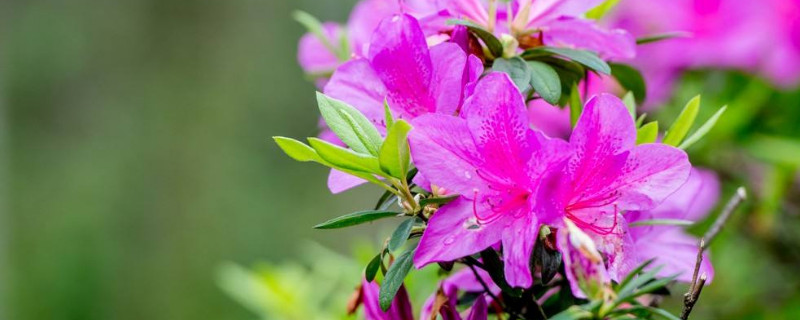 杜鹃花怎么开花多（杜鹃花怎么开花多的）