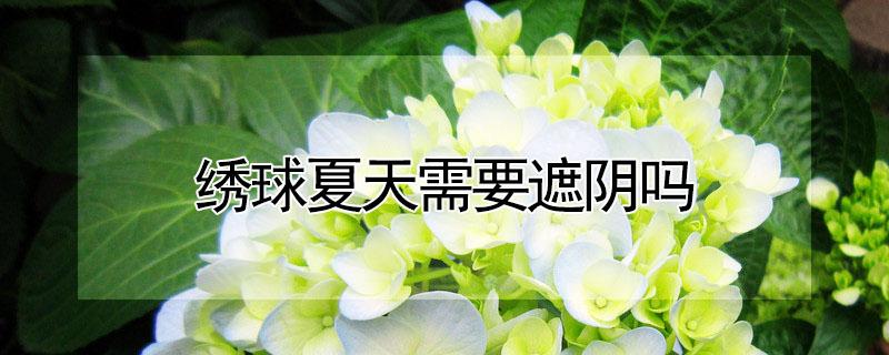绣球夏天需要遮阴吗 绣球夏天怎么养护